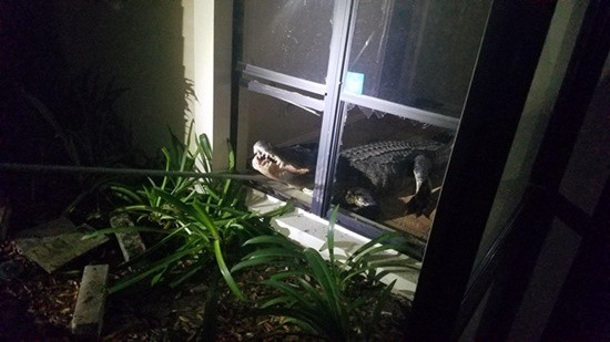 Cá sấu dài hơn 3m phá cửa sổ lẻn vào nhà trong đêm khiến người dân khiếp vía - Ảnh 2.