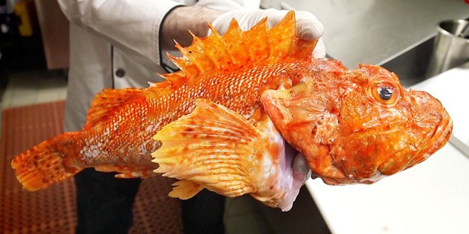 Mang loài cá có nọc độc nhất thế giới đi chế biến món ăn và đây là hương vị thật sự của nó - Ảnh 2.