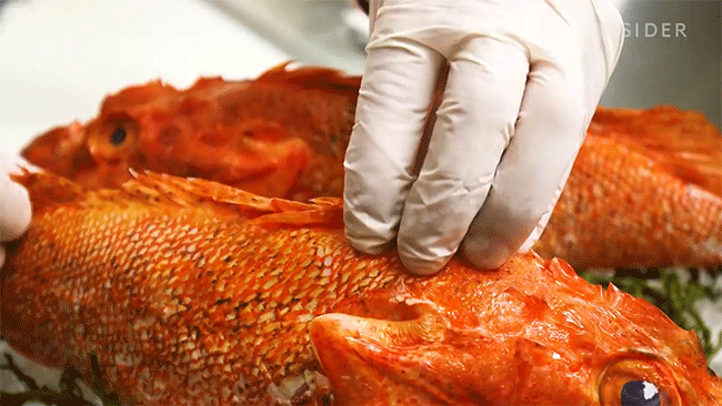 Mang loài cá có nọc độc nhất thế giới đi chế biến món ăn và đây là hương vị thật sự của nó - Ảnh 4.