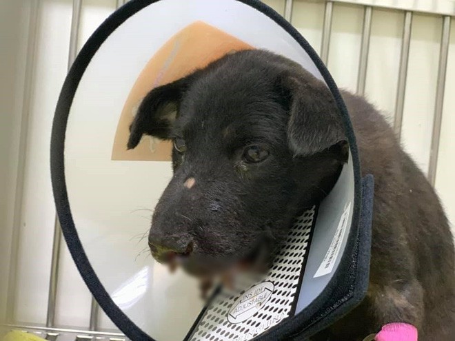 Xót xa hình ảnh chú chó nhỏ bị nát xương hàm, tổn thương nặng sau tai nạn gần đường tàu ở Hà Nội - Ảnh 4.