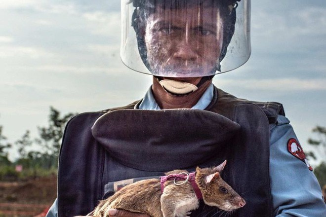 Chuyện lạ: Những con chuột to như chó con được người Campuchia dùng để dò mìn - Ảnh 2.