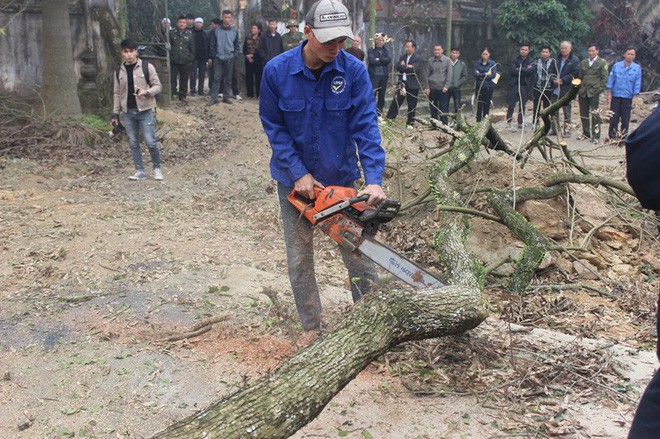 Chính thức chốt ngày bán đấu giá cây sưa từng được trả giá trăm tỷ ở Hà Nội - Ảnh 1.