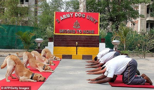 Những chú chó trong quân đội biểu diễn yoga gây sốt - Ảnh 2.
