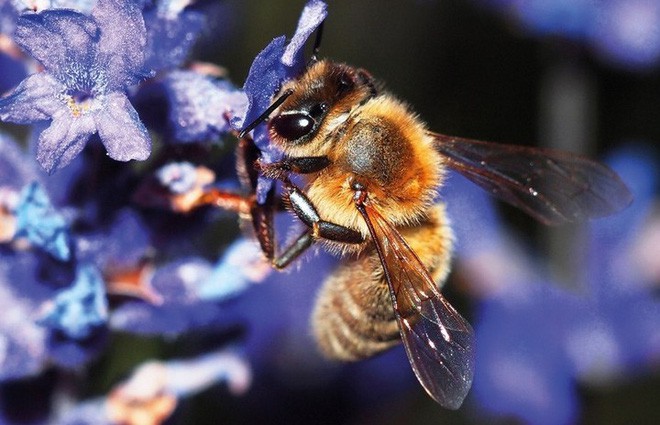 Hệ lụy gì đằng sau hiện tượng nhiều loài ong hoang dã bắt đầu sử dụng nhựa làm vật liệu xây tổ - Ảnh 4.