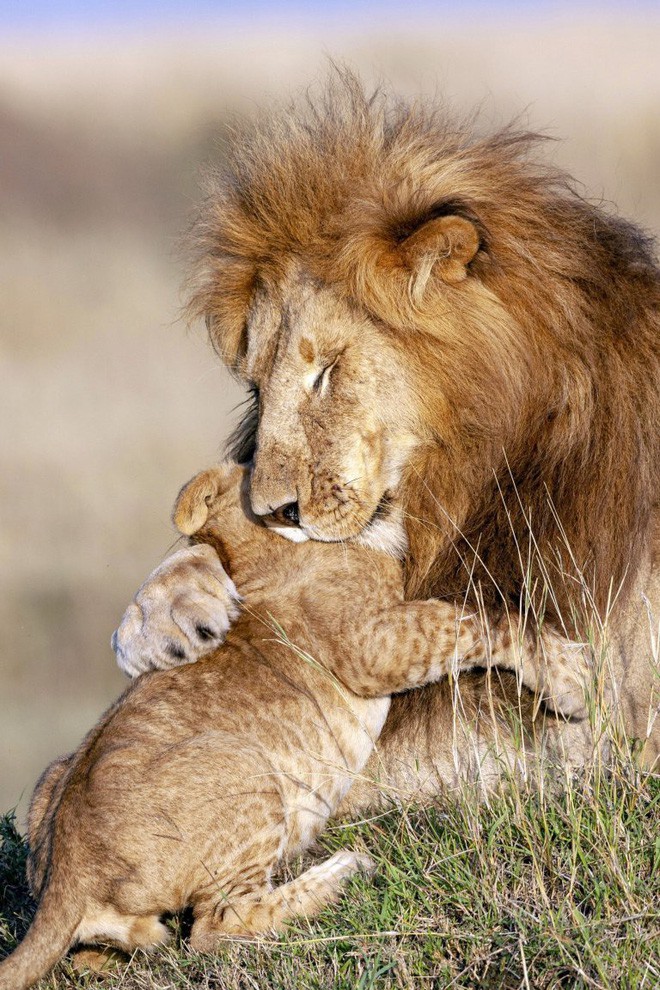 Mufasa và Simba phiên bản đời thật: Khoảnh khắc sư tử con nũng nịu trong vòng tay cha khiến ai xem cũng tan chảy trái tim - Ảnh 8.