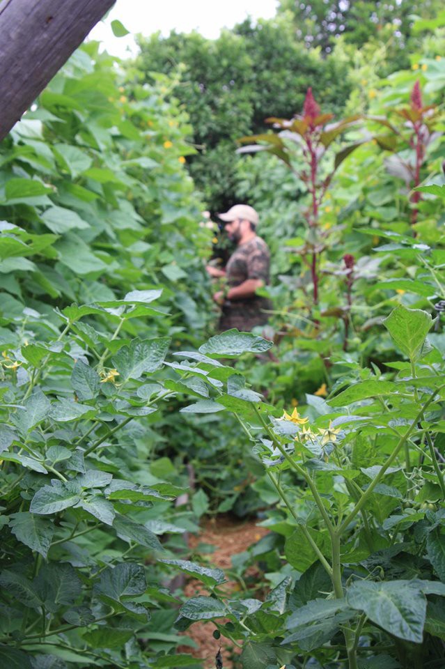 Gia đình nhiều thế hệ chung sống hạnh phúc bên ngôi nhà yên bình cùng mảnh vườn trồng rau quả sạch rộng 4000m² - Ảnh 10.