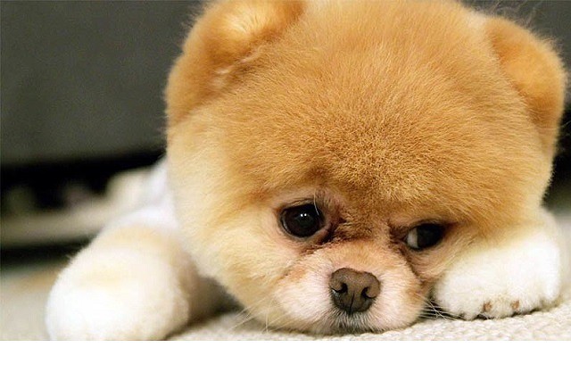 1001+ ảnh chó phốc sóc mini so cute mới nhất