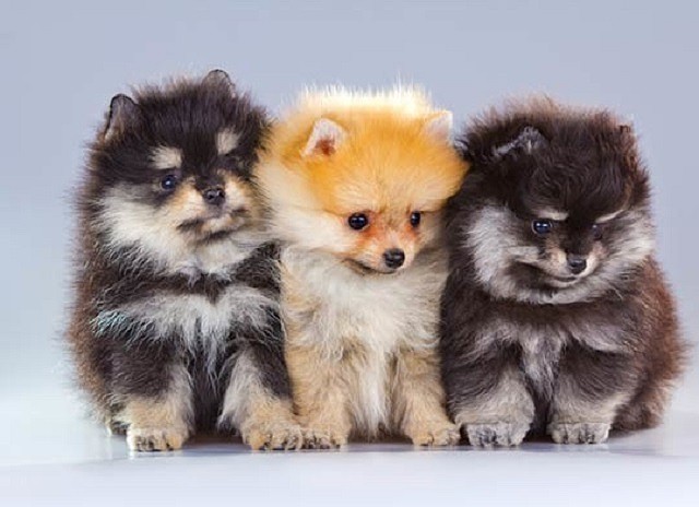 Hãy xem những bức ảnh chó phốc sóc dễ thương tuyệt vời này và bạn sẽ bị cuốn hút bởi sự đáng yêu của chúng.