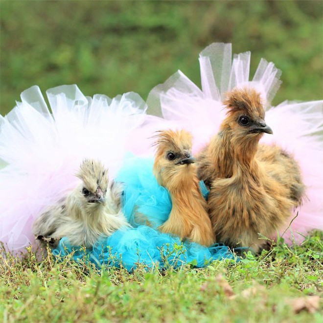 Chùm ảnh: Khi lũ gà mặc váy múa ba lê hóa ra lại đáng yêu khó cưỡng như thế này - Ảnh 2.