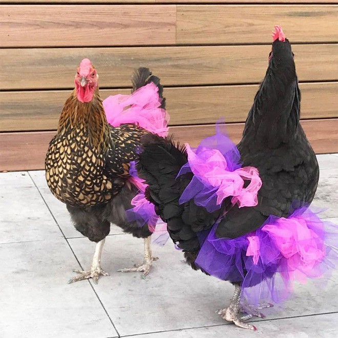 Chùm ảnh: Khi lũ gà mặc váy múa ba lê hóa ra lại đáng yêu khó cưỡng như thế này - Ảnh 14.