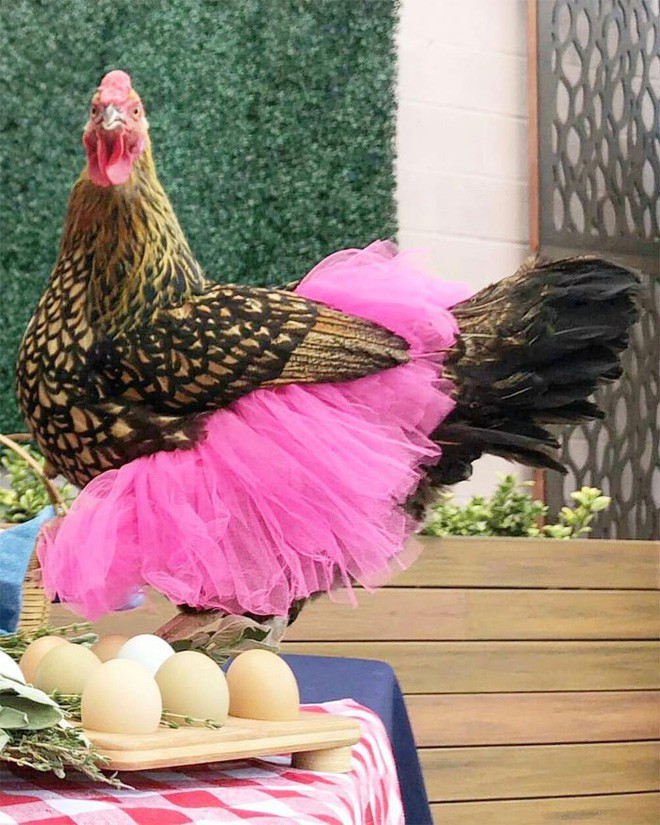 Chùm ảnh: Khi lũ gà mặc váy múa ba lê hóa ra lại đáng yêu khó cưỡng như thế này - Ảnh 8.