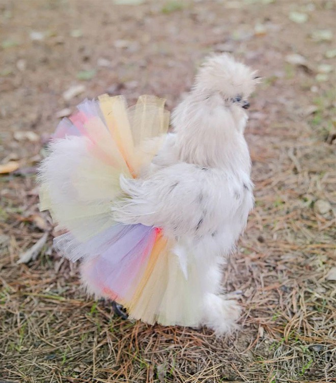 Chùm ảnh: Khi lũ gà mặc váy múa ba lê hóa ra lại đáng yêu khó cưỡng như thế này - Ảnh 9.