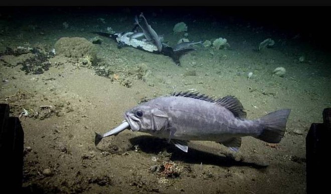 Xem cảnh con cá mập xấu số bị một loài cá sống ở dưới đáy đại dương “tiêu diệt” trong chớp nhoáng - Ảnh 1.