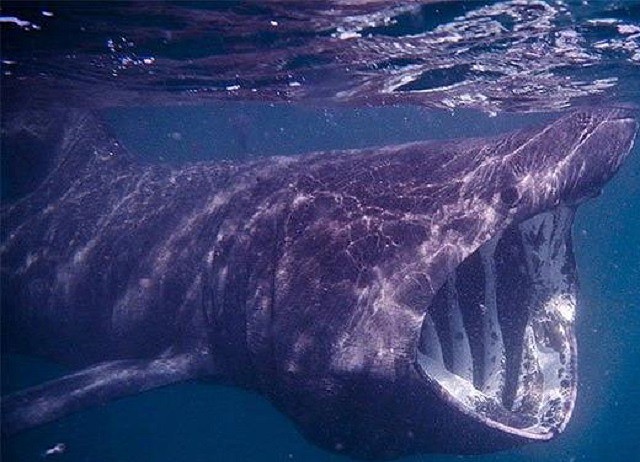 Những đặc điểm của loài cá mập khổng lồ có thân hình kỳ dị - Ảnh 2.
