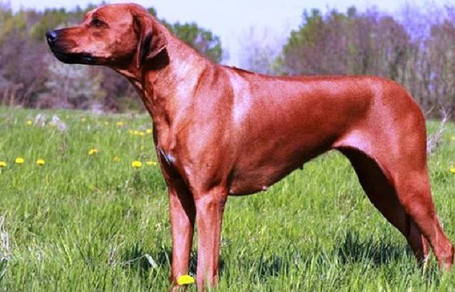 Chó săn sư tử châu Phi, nguồn gốc và đặc điểm - Ảnh 1.