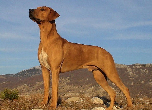 Chó săn sư tử châu Phi, nguồn gốc và đặc điểm - Ảnh 2.