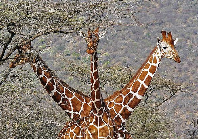 Loài động vật cao nhất thế giới và những sự thật thú vị - Ảnh 1.