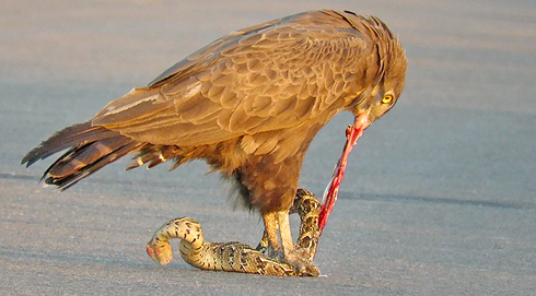 Cuộc chiến tàn khốc giữa chim đại bàng và rắn nâu - Ảnh 1.