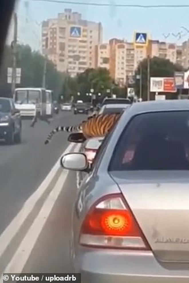 Nước Nga hài hước: Chỉ ở đây mới có cảnh hổ làm thú cưng, chạy nhảy tự do ở ngoài đường như thế này - Ảnh 2.
