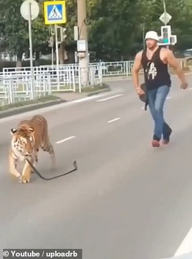 Nước Nga hài hước: Chỉ ở đây mới có cảnh hổ làm thú cưng, chạy nhảy tự do ở ngoài đường như thế này - Ảnh 4.