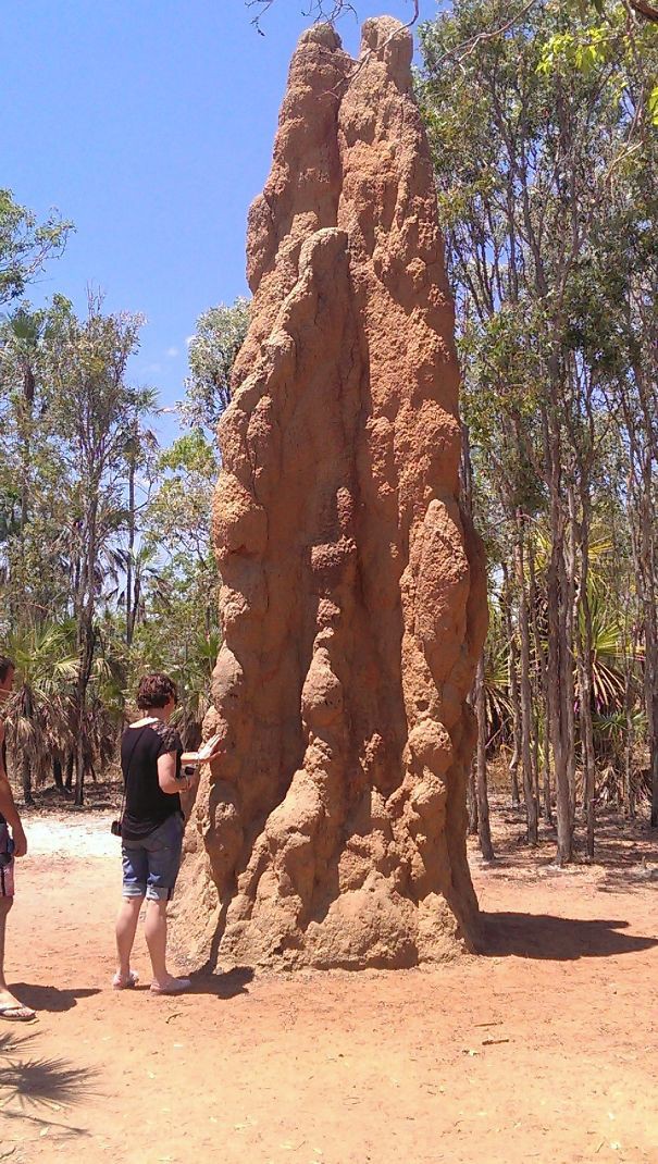 Nước Úc nguy hiểm: Tập hợp những thứ gớm ghiếc siêu to khổng lồ, không tìm được ở đây thì chẳng nơi nào có cả - Ảnh 16.