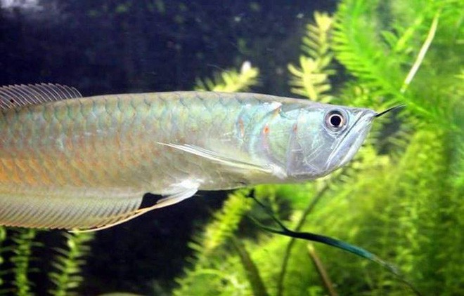 Điểm danh 10 loài cá có biệt tài săn mồi trên cạn trong thế giới tự nhiên - Ảnh 6.