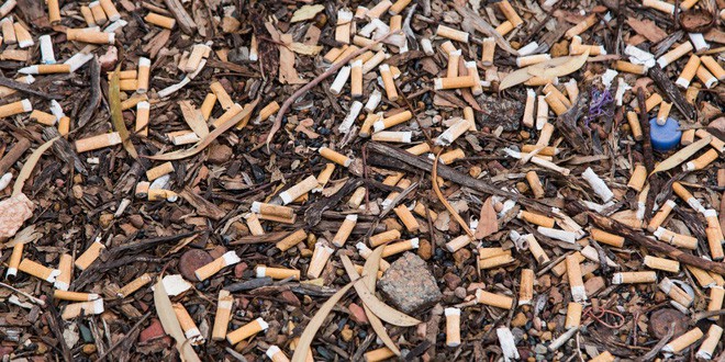 Cây cỏ trên thế giới đang chết dần chết mòn vì 4,5 NGHÌN TỈ đầu lọc thuốc lá xuất hiện mỗi năm - Ảnh 1.