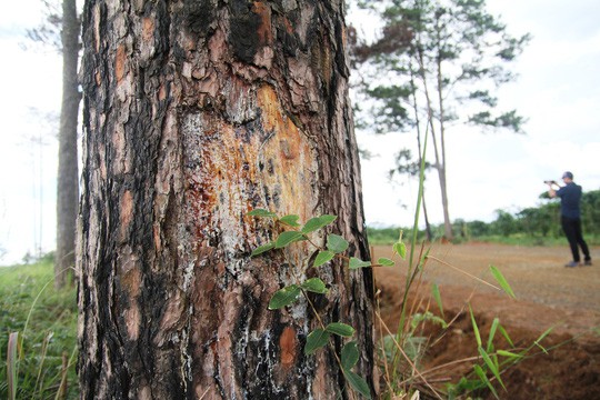 Rừng thông Lâm Đồng tiếp tục bị đầu độc, chết đứng - Ảnh 6.