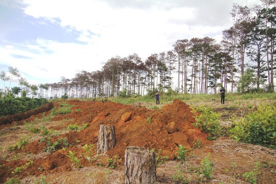 Rừng thông Lâm Đồng tiếp tục bị đầu độc, chết đứng - Ảnh 10.