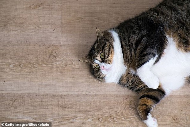 Lũ mèo thực sự đang ngày càng béo hơn và khoa học bảo rằng mọi thứ đều có lý do - Ảnh 4.