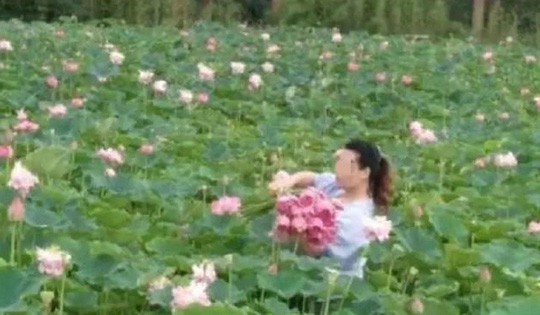 Ngỡ ngàng cảnh hàng trăm du khách Trung Quốc leo rào hái trộm hoa - Ảnh 1.