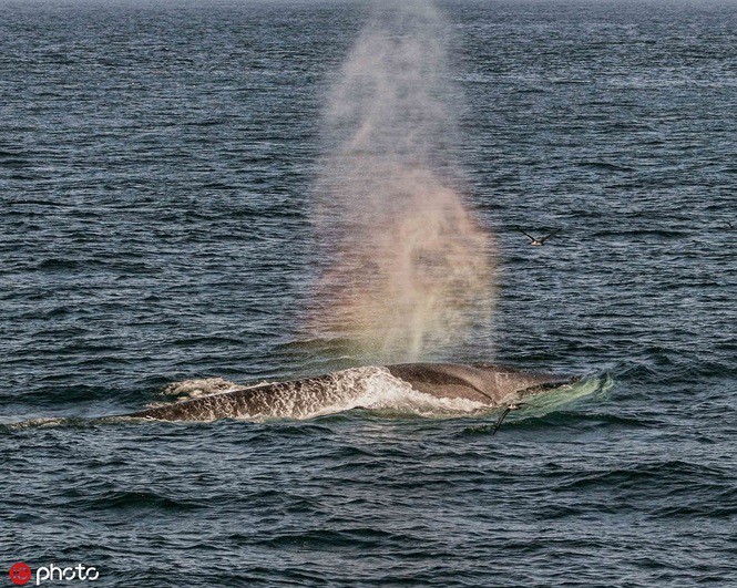 Ấn tượng khoảnh khắc cá voi phun ra cầu vồng - Ảnh 1. Ấn tượng khoảnh khắc cá voi phun ra cầu vồng - Ảnh 1.