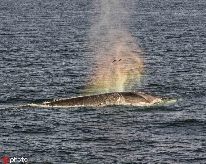 Ấn tượng khoảnh khắc cá voi phun ra cầu vồng - Ảnh 2. Ấn tượng khoảnh khắc cá voi phun ra cầu vồng - Ảnh 2.