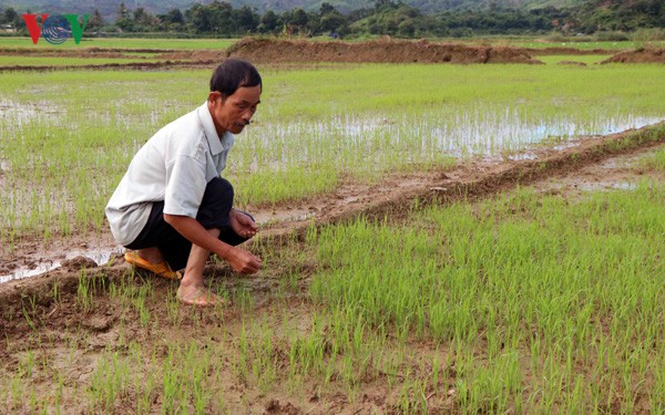 Thủy điện biến đổi dòng chảy khiến hàng trăm ha lúa bị thiếu nước  - Ảnh 1.