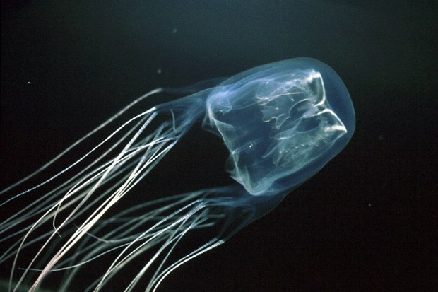 Đây là loài sứa nguy hiểm nhất, đến... tinh trùng của nó cũng có cái tên kinh dị bậc nhất toàn cõi động vật trên hành tinh - Ảnh 2.