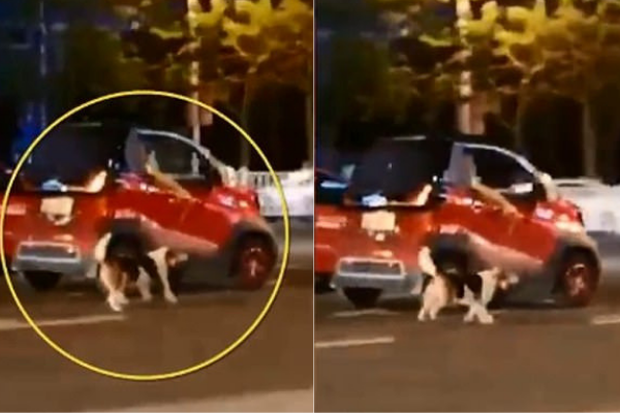 Chỉ vì ô tô hết chỗ, nữ tài xế kéo chú chó chạy theo xe suốt quãng đường dài khiến MXH phẫn nộ - Ảnh 2.