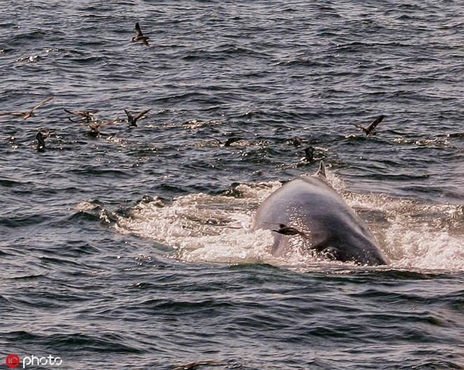 Ấn tượng khoảnh khắc cá voi phun ra cầu vồng - Ảnh 3. Ấn tượng khoảnh khắc cá voi phun ra cầu vồng - Ảnh 3.