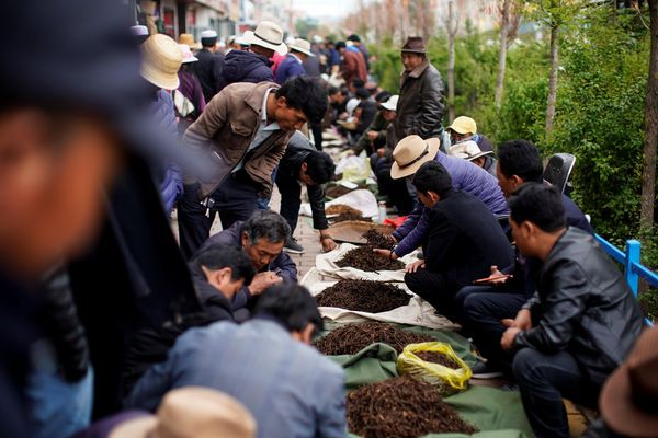 Cận cảnh cuộc săn lùng đông trùng hạ thảo giữa cơn sốt lên núi đãi vàng - Ảnh 18.