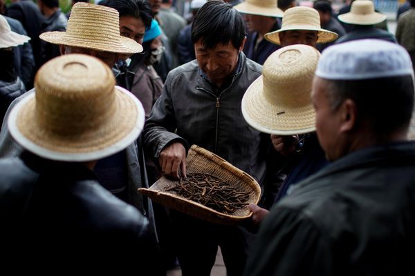 Cận cảnh cuộc săn lùng đông trùng hạ thảo giữa cơn sốt lên núi đãi vàng - Ảnh 19.