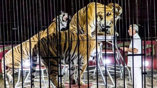 Nhà huấn luyện thú nổi tiếng thế giới bị 4 con hổ vồ chết, đồng nghiệp đứng nhìn 30 phút mà không thể cứu được - Ảnh 1.