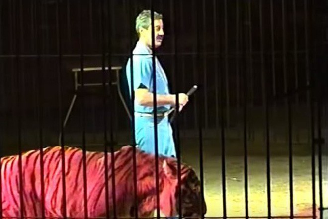 Nhà huấn luyện thú nổi tiếng thế giới bị 4 con hổ vồ chết, đồng nghiệp đứng nhìn 30 phút mà không thể cứu được - Ảnh 3.