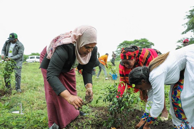 Kỷ lục đáng nể của Lục địa Đen: Trong 12 giờ, Ethiopia trồng được 350 triệu cây xanh - Ảnh 6.