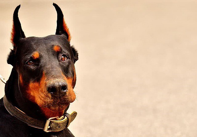 Top 10 giống chó dễ huấn luyện nhất thế giới - Ảnh 7.