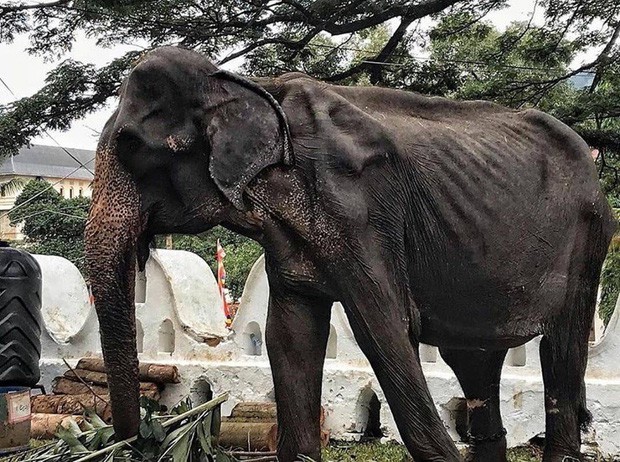 Sự thật đau thương phía sau những con voi lộng lẫy tại lễ hội lớn nhất Sri Lanka: Cơ thể 70 tuổi gầy yếu, da bọc xương đến xót xa - Ảnh 2.