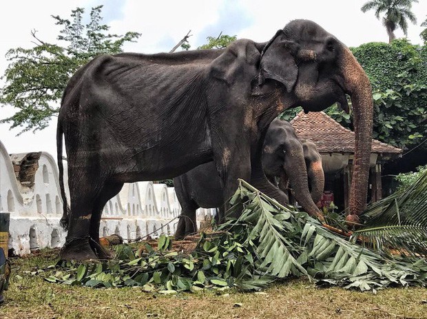 Sự thật đau thương phía sau những con voi lộng lẫy tại lễ hội lớn nhất Sri Lanka: Cơ thể 70 tuổi gầy yếu, da bọc xương đến xót xa - Ảnh 3.
