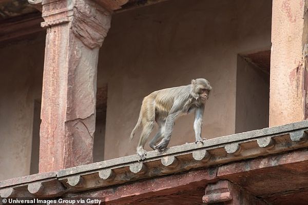 Khỉ xâm chiếm tiểu bang của Ấn Độ khiến 2 người chết, giáo viên không dám đến trường dạy trẻ con - Ảnh 4.