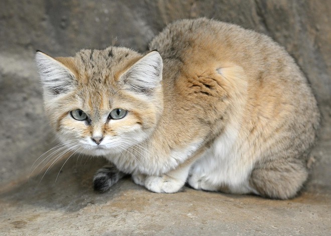 Mèo cát Ả Rập - loài mèo tàng hình lần đầu tiên xuất hiện trước ống kính máy ảnh sau 10 năm vắng bóng - Ảnh 1.