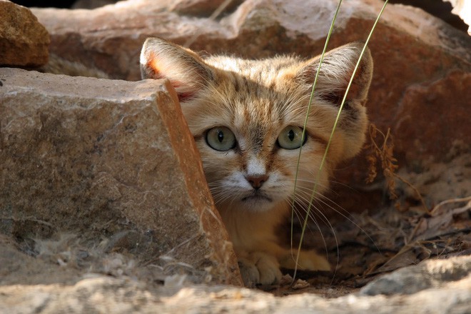 Mèo cát Ả Rập - loài mèo tàng hình lần đầu tiên xuất hiện trước ống kính máy ảnh sau 10 năm vắng bóng - Ảnh 3.