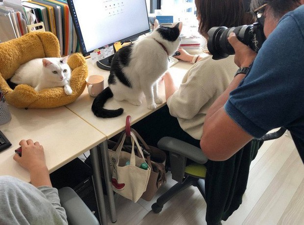 Chuyện lạ: Công ty công nghệ Nhật Bản trích hẳn một khoản bồi dưỡng tiền nuôi mèo cho nhân viên - Ảnh 1.