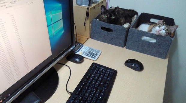Chuyện lạ: Công ty công nghệ Nhật Bản trích hẳn một khoản bồi dưỡng tiền nuôi mèo cho nhân viên - Ảnh 3.